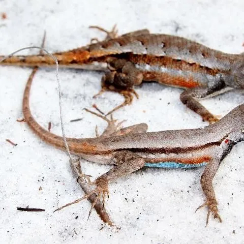 thumbnail for publication: Florida Scrub Lizard (Sceloporus woodi)